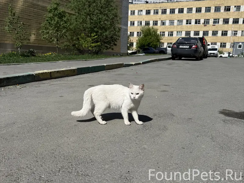 Замечена кошка