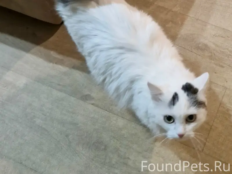 Пропала кошка, д. Подмошье, п. Горшково