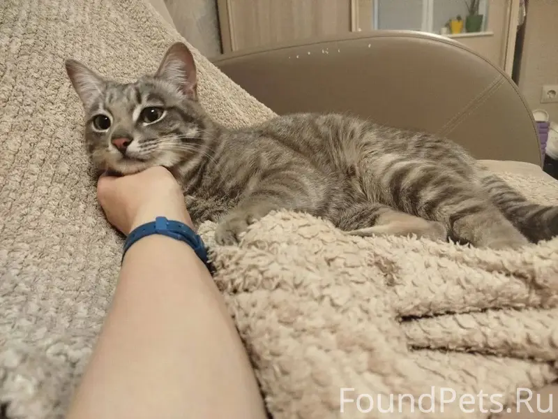 Найден котик, ищет дом