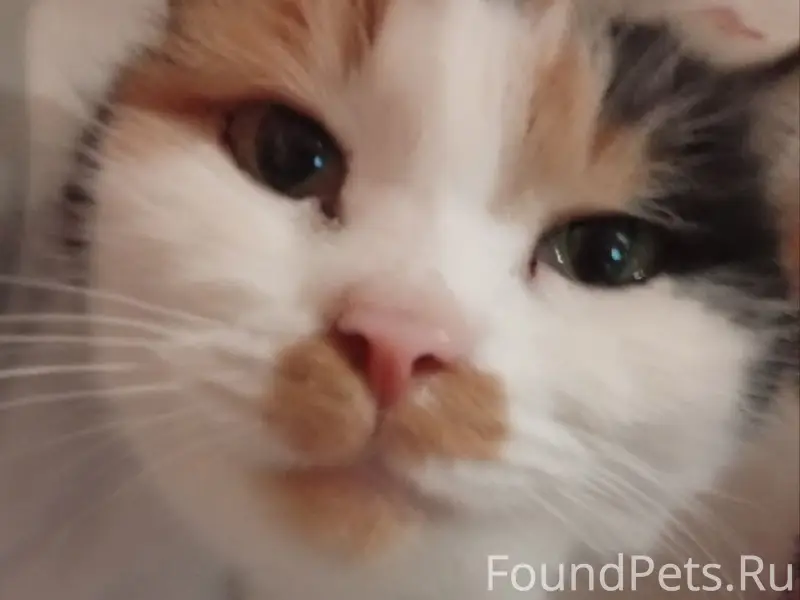 Пропала кошка, район тусма