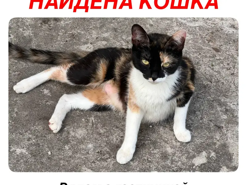 Найдена кошка, Ярославль, Тропинская улица