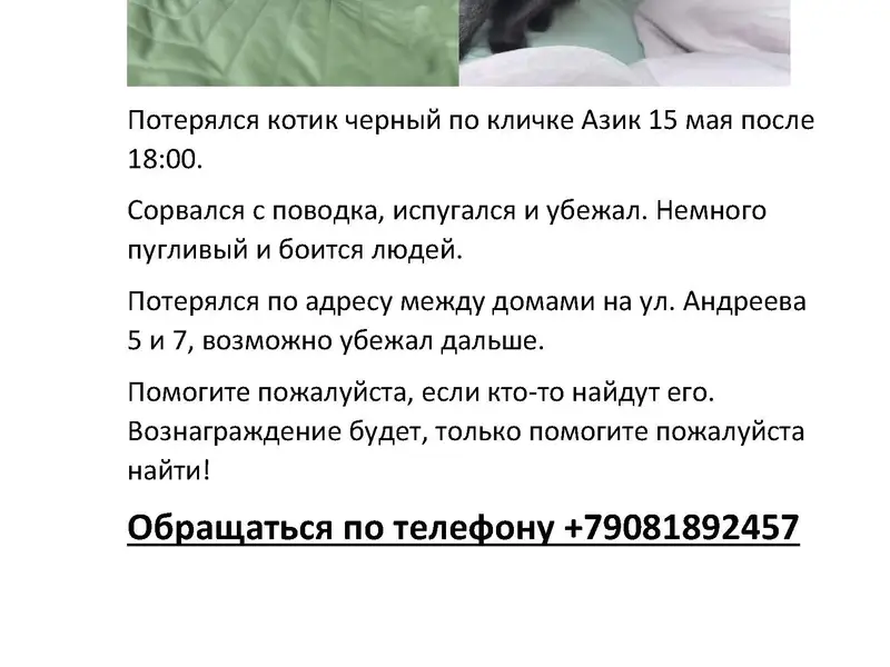 Пропал кот, Суворовский