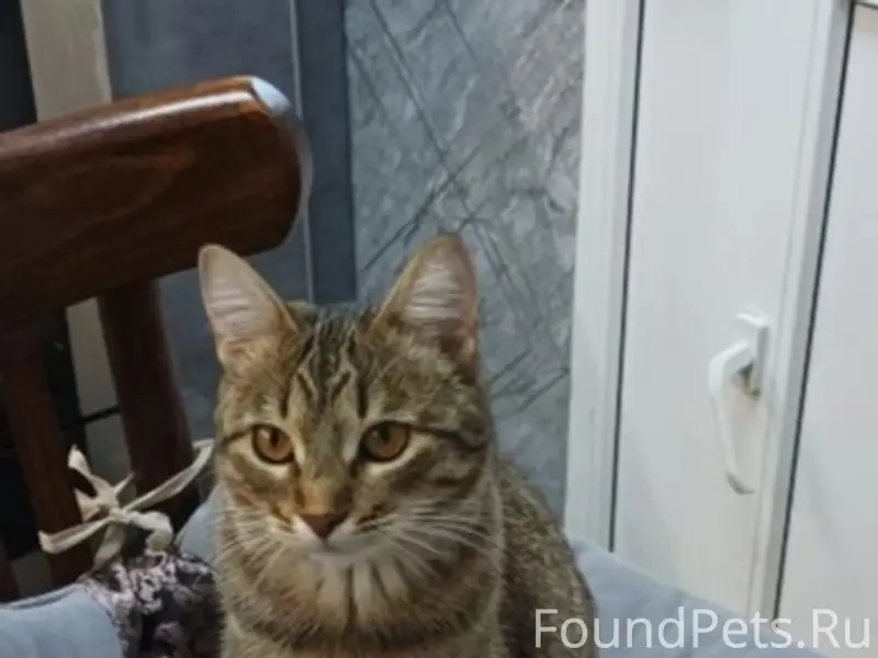 Пропала кошка, П. Юрьевец