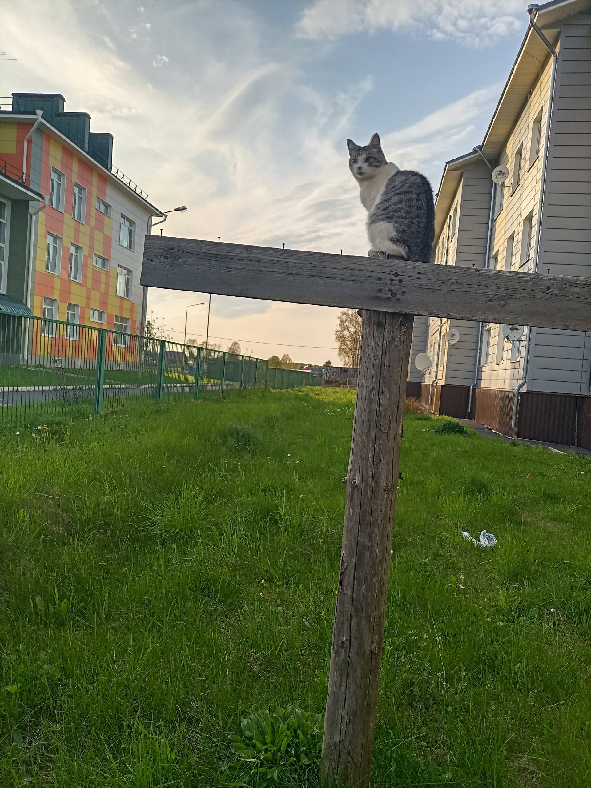 Пропала кошка, пос. Депо