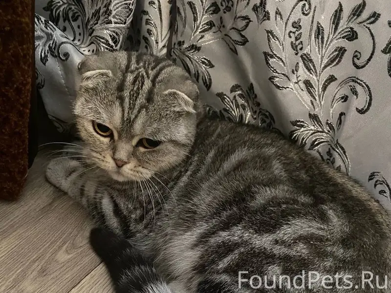 Пропала кошка Адель