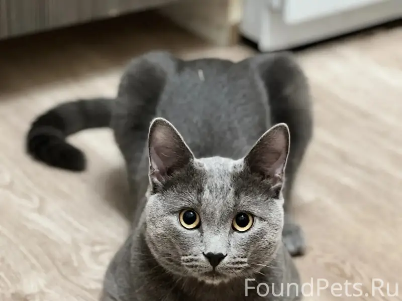 Пропал кот, улица Андропова д. 69