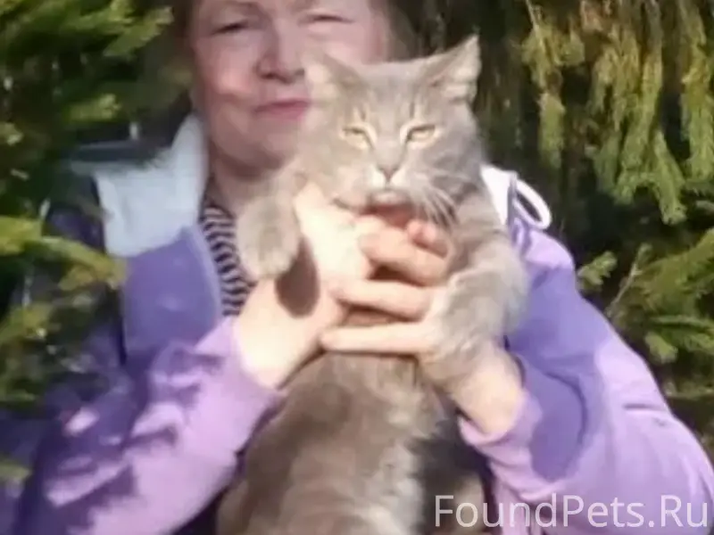 Пропал кот Фунтик