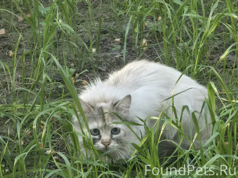 Найдена кошка, ул. Октябрьская