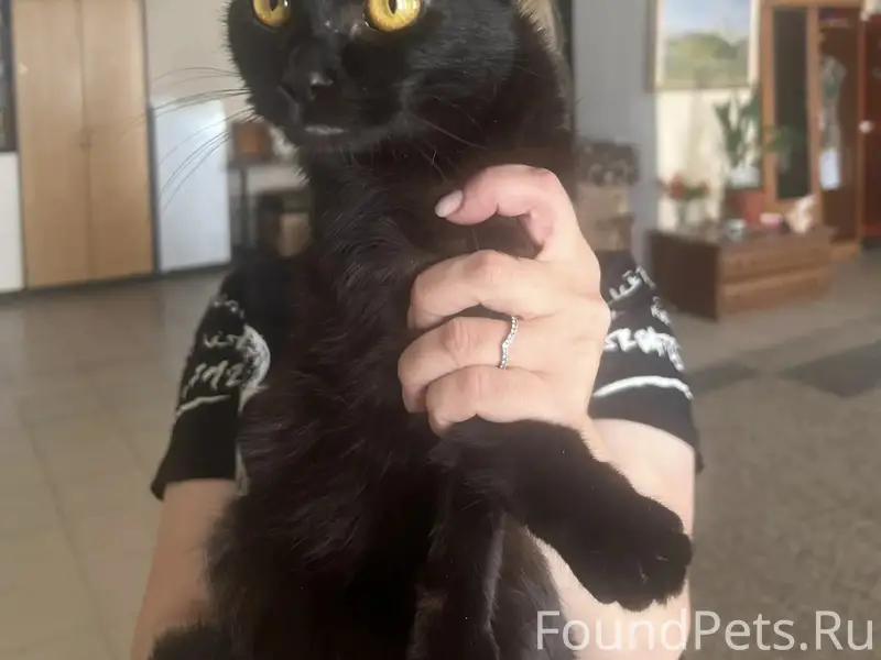 Найдена чёрная кошка, ул. Труда