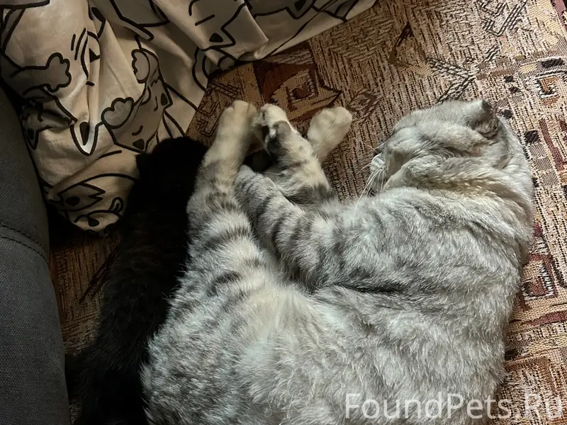 Пропал вислоухий кот, район улицы Мира