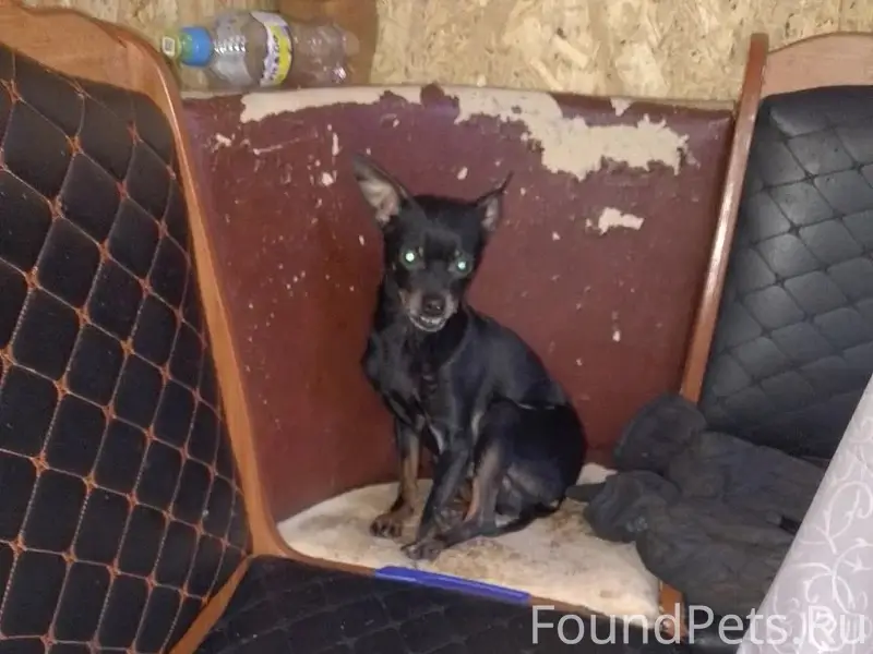 Пропал Принц, собака