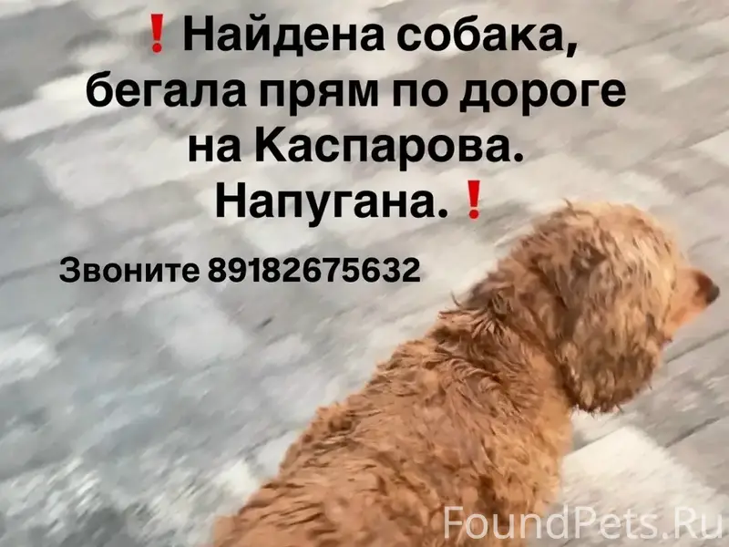 Найден домашний пёс, Каспарова