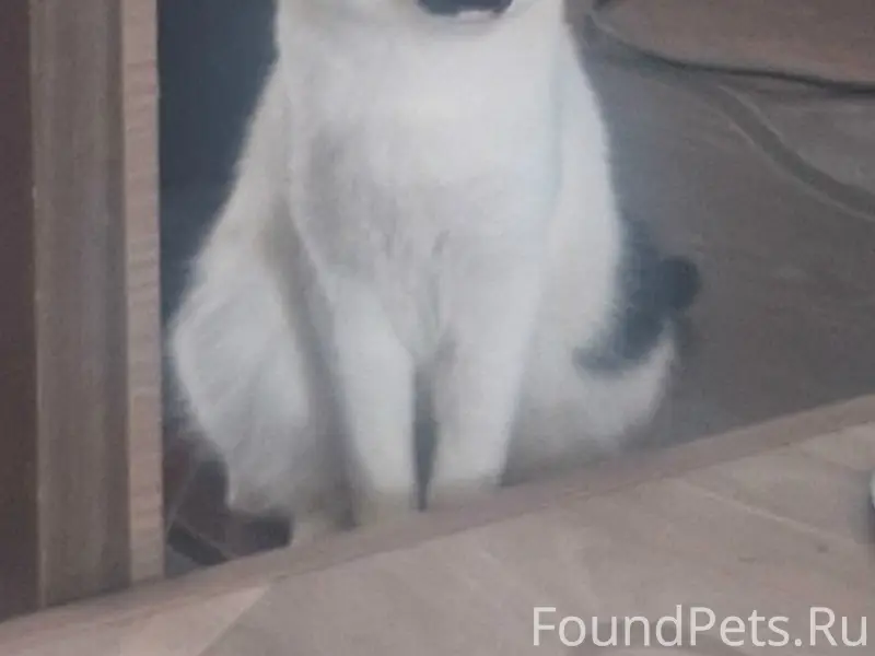 Пропал кот Федя, Советский