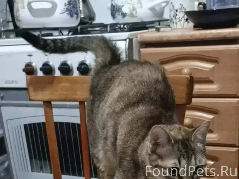 Пропала кошка, Космонавтов, 41