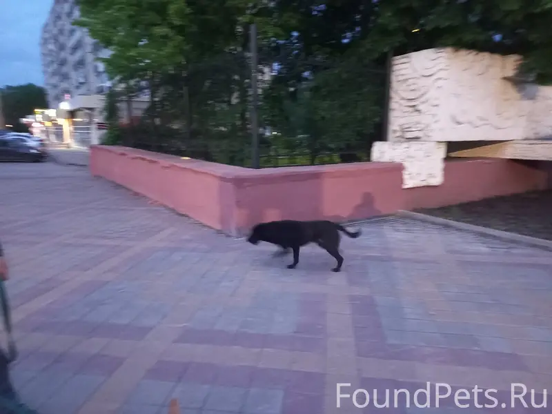 Найден пёс, возможно домашний, Аллея роз