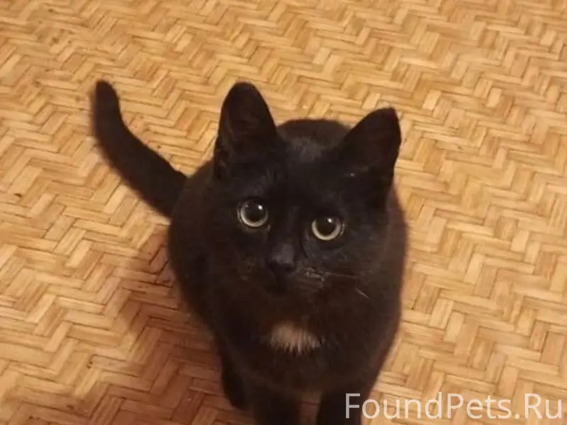 Пропал кот Вестик, Тишково