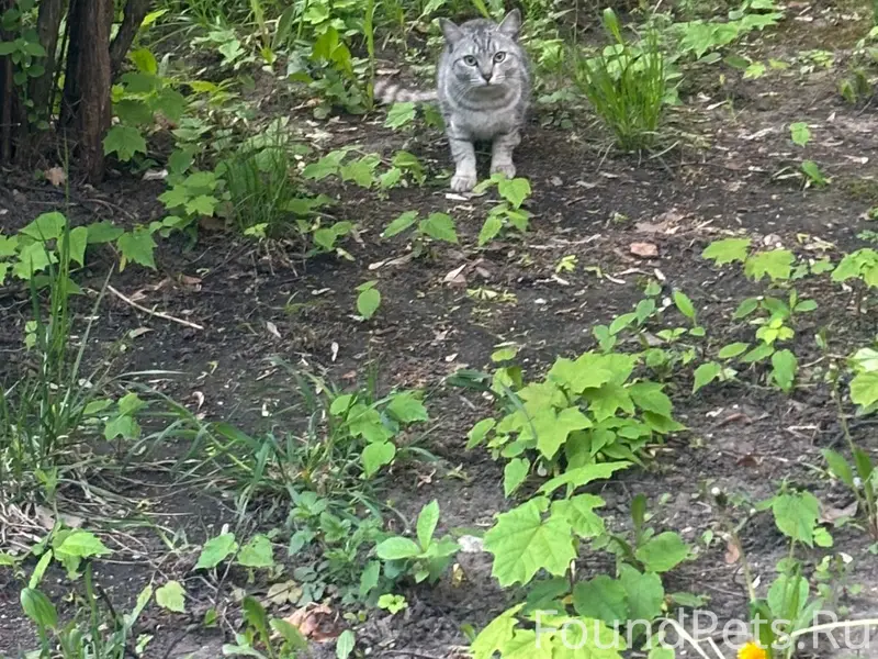 Обнаружен во дворах котик или кошка