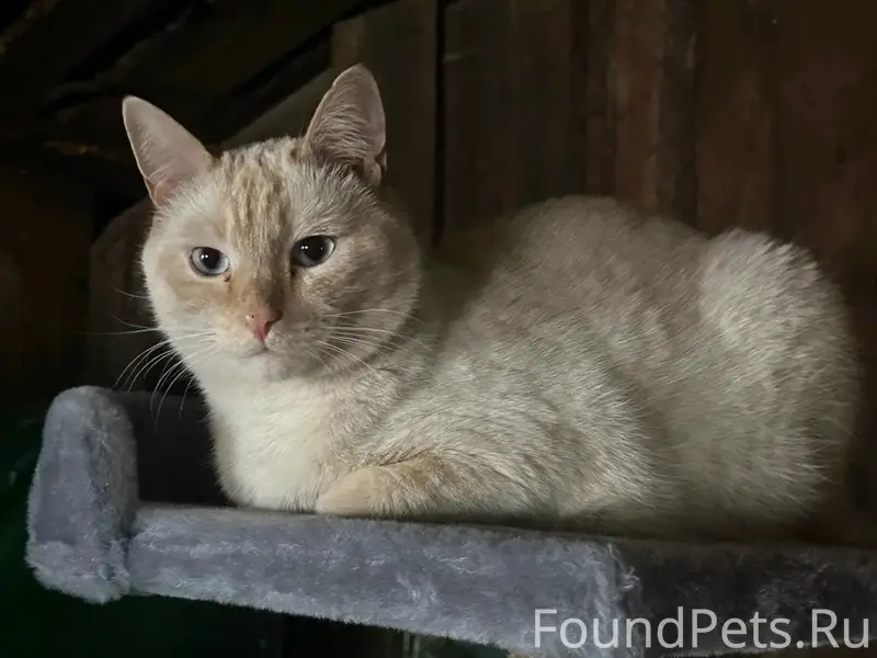 Пропал кот, микрорайон Комсомольский