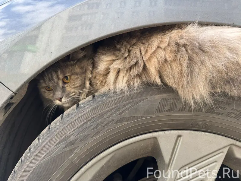 Найден кот, левый берег
