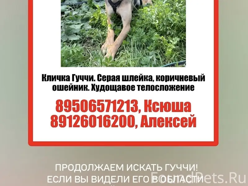 Пропал овчароид, д. Златогорова, Белоярский район