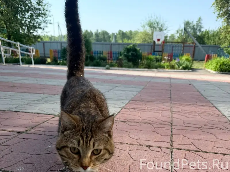 Найден кот с ошейником, рядом с детским домом