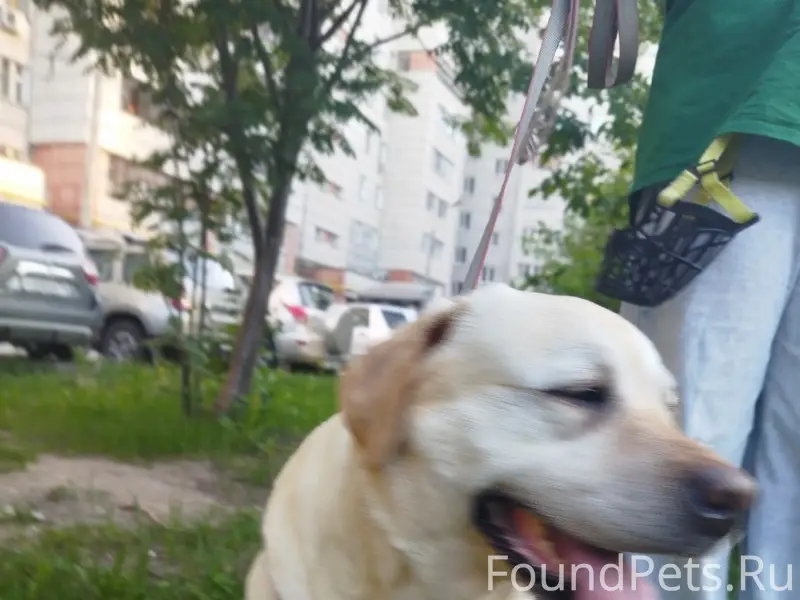 Найден лабрадор, Зелёный Бор