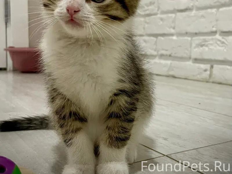 Найдены котята, ищем любящую семью