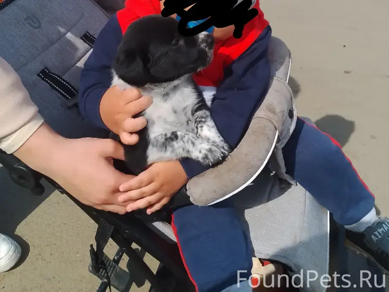 Пропал щенок Спайк