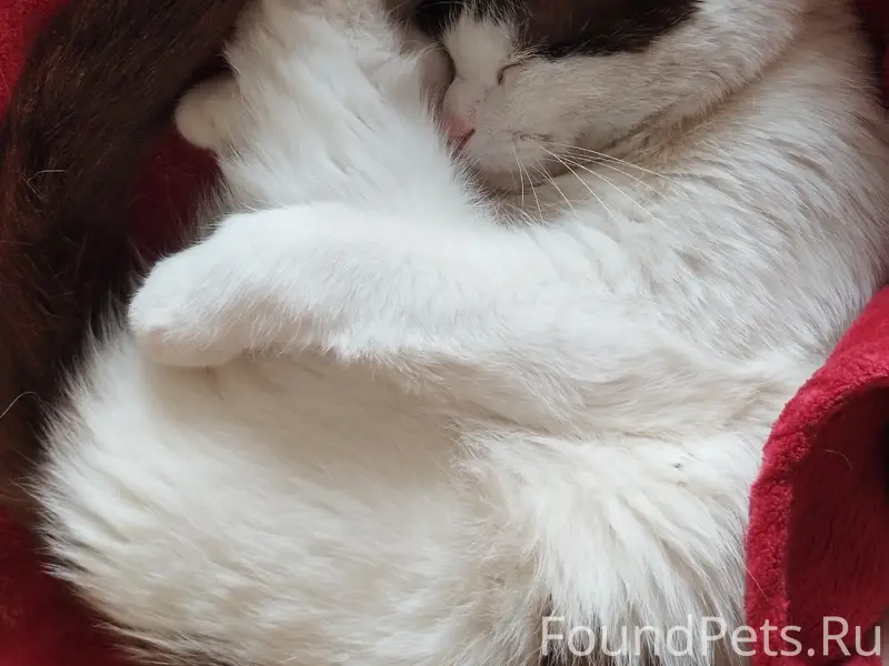 Пропал кот Тим, Сургут