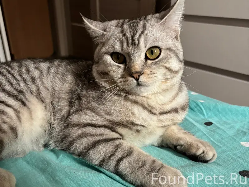 Пропал кот, [место не указано]