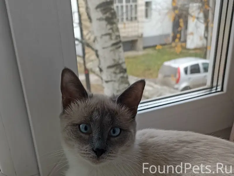 Пропала кошка, Лесозавод, ул. Межевая