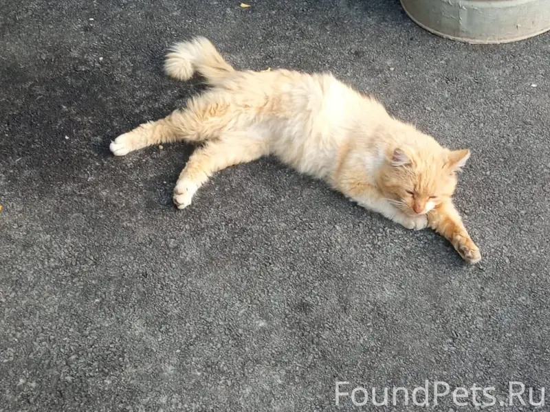 Пропал рыжий кот Рыжик, район пятой школы