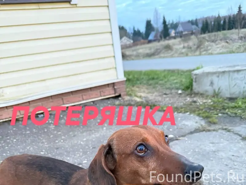 Найден пёс Мо, Истринский район
