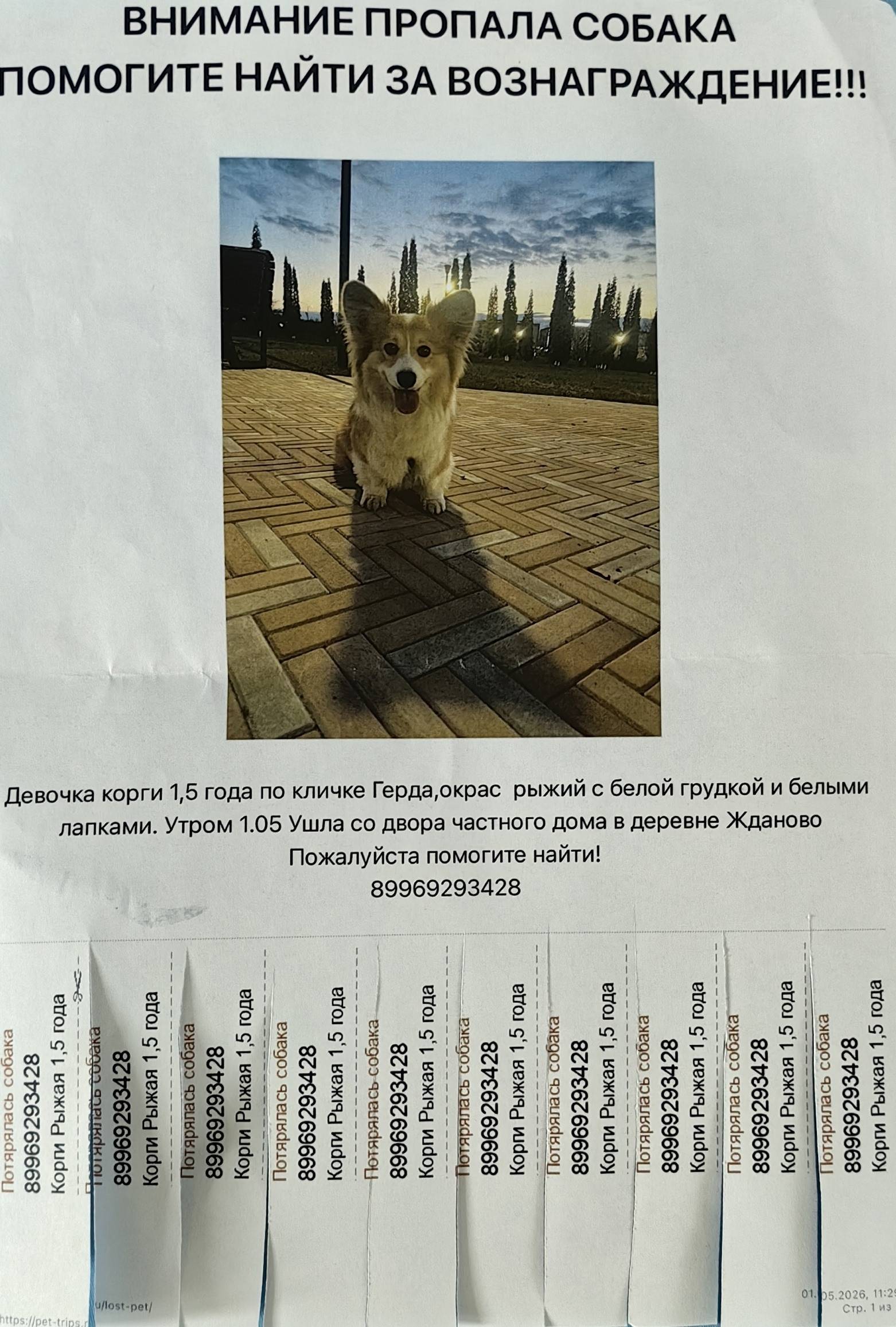 Пропала Корги Герда, деревня Жданово