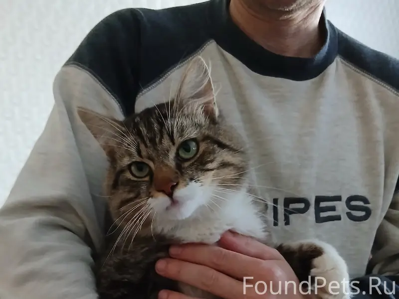 Найден кот, Борисов