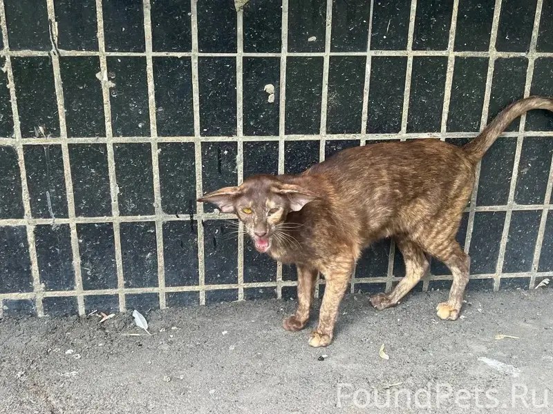 Найдена кошка, Шипиловская 36