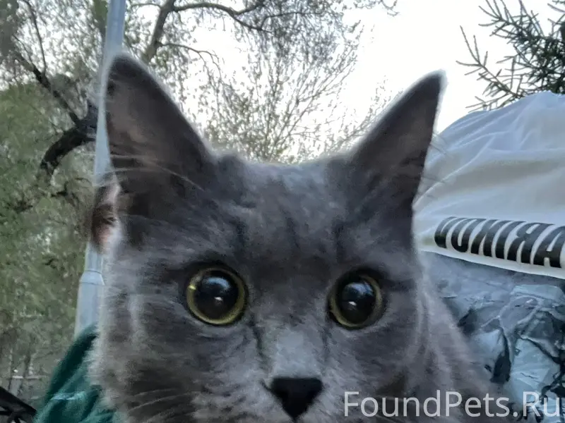 Найдена кошка, Центральный район
