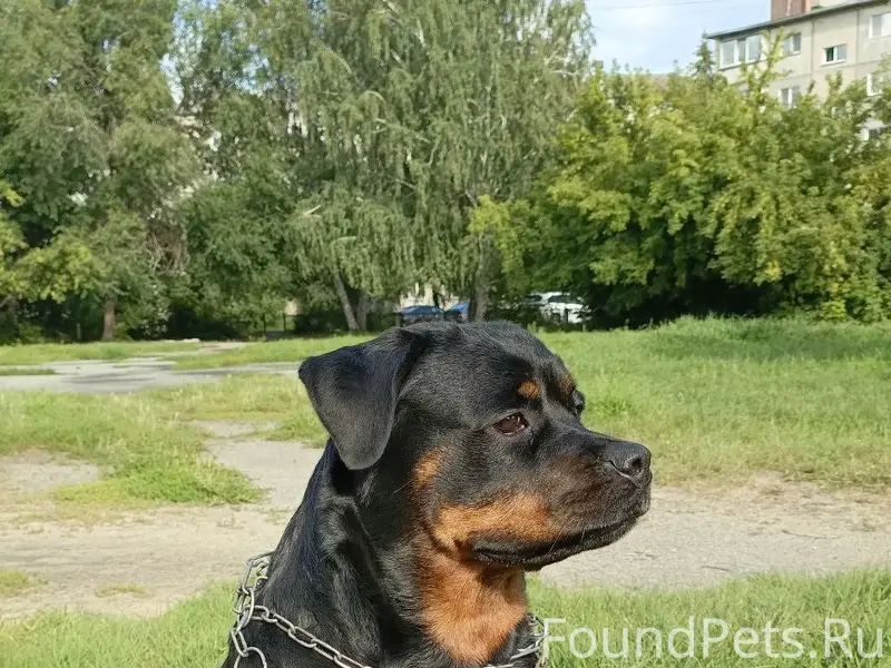 Пропали ротвейлеры Белла и Сэм, Малое Чаусово