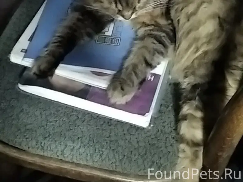 Пропала кошка,