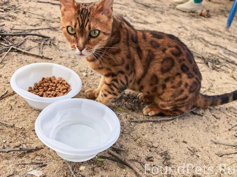 Найдена бенгальская кошка, район Ильюшина