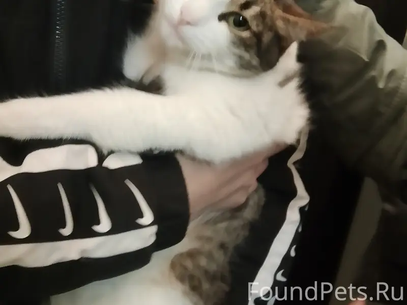 Найдена кошка, район Ленина 107