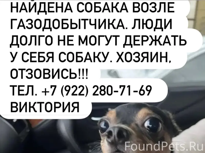 Найден тип собака, возле Газодобытчика