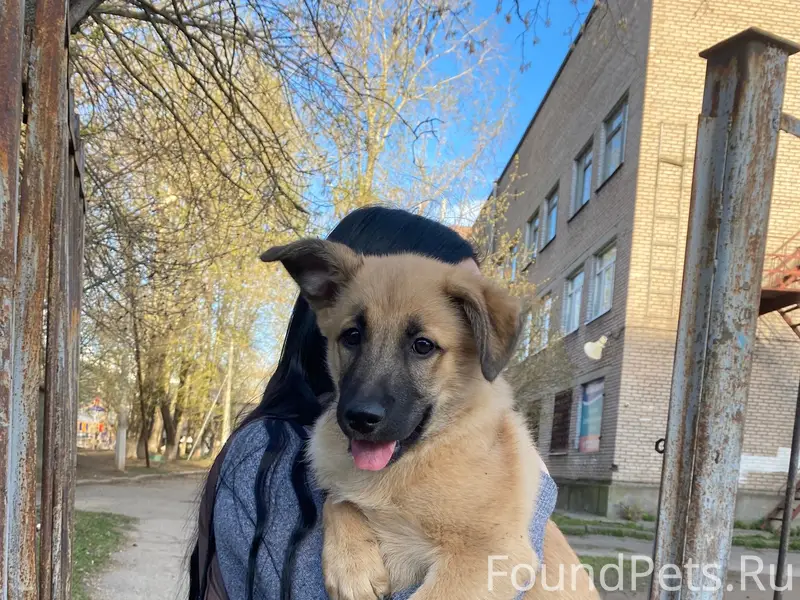 Найден щенок девочка, детская больница на Парковой