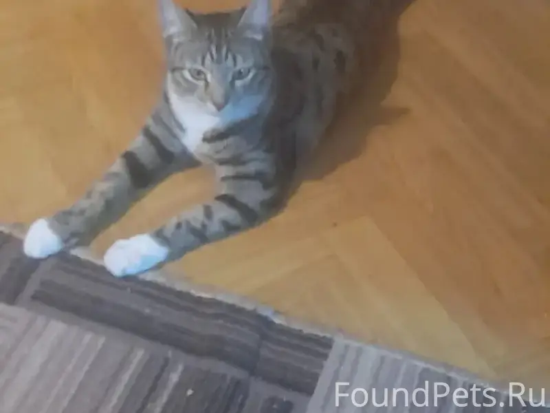 Пропала кошка Мася, район Горького