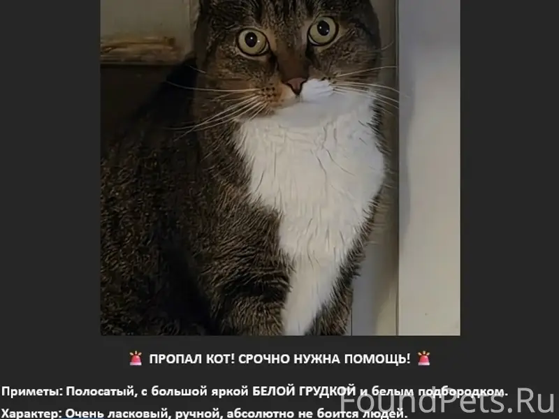 Пропал кот, Ягутки