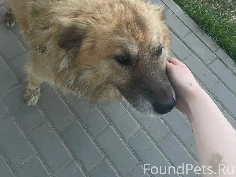 Пропал пес, Наговицинский мкр.