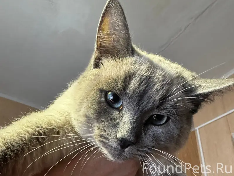 Найдена кошка, Горшечное