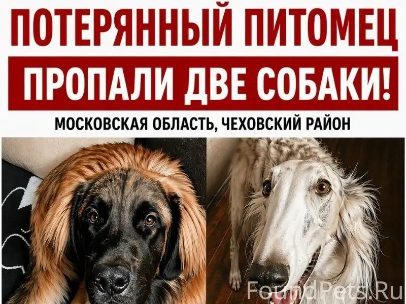 Пропал леонбергер Пряник, Московская область