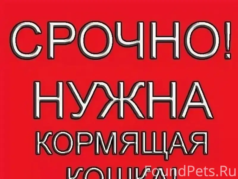 Пропала кошка, нужна кормящая мама для котят