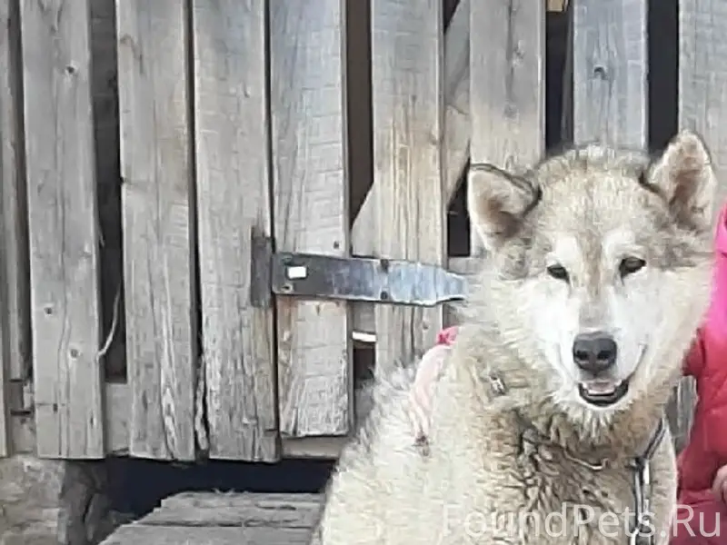 Пропала собака, район Старого Бабаево